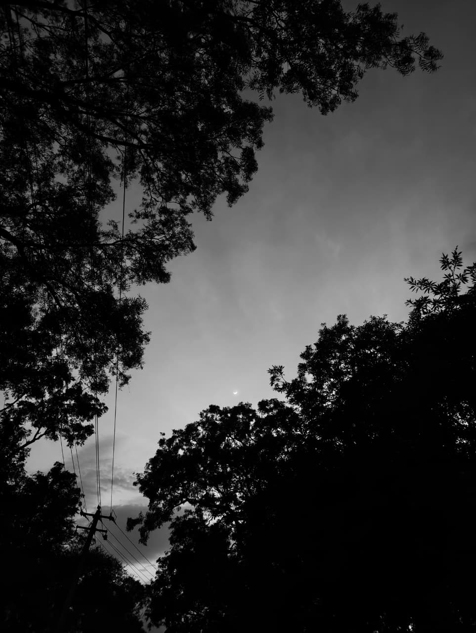 Stark tree branches silhouetted against fading twilight, a cinematic capture by Fresnel.