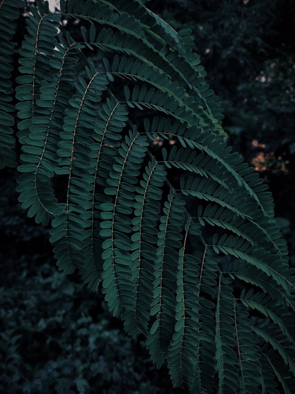 Macro study of intricate fern fronds in emerald hues by Fresnel.